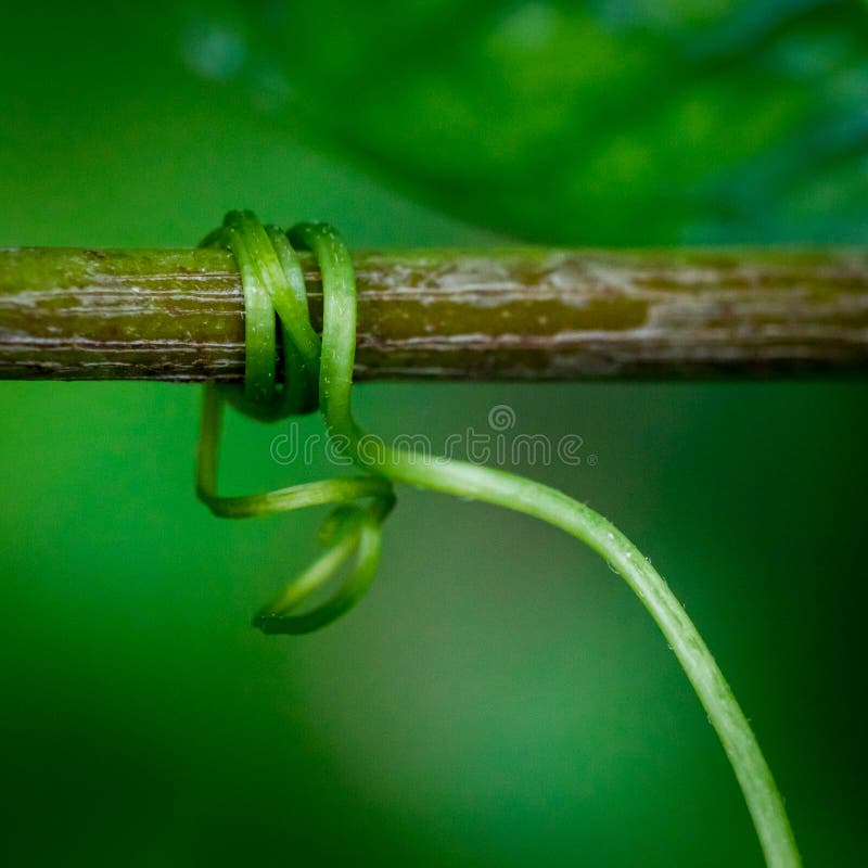 Groene die wijnstok over een tak wordt verpakt stock fotografie Groene die wijnstok over een tak wordt verpakt stock fotografie