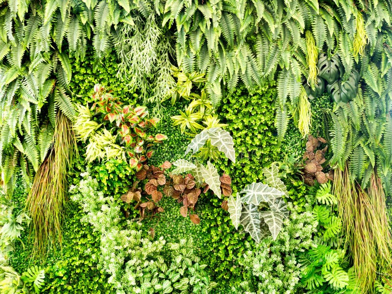 Groene diverse klimplantvaren en weelderige installatie op muur Aard en milieuconcept royalty-vrije stock foto's Groene diverse klimplantvaren en weelderige installatie op muur Aard en milieuconcept royalty-vrije stock foto's