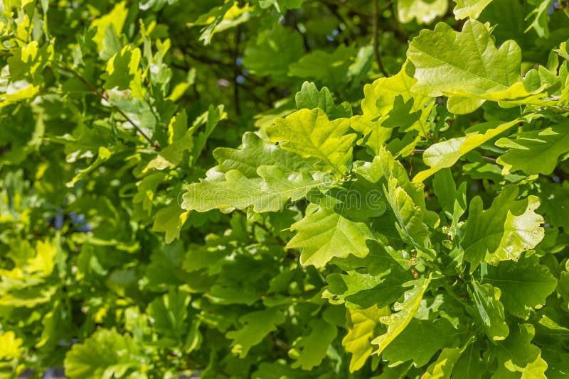 Groene eikenbladeren royalty-vrije stock fotografie