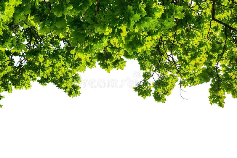 Groene eiken die bladeren op witte achtergrond worden geïsoleerd stock fotografie Groene eiken die bladeren op witte achtergrond worden geïsoleerd stock fotografie
