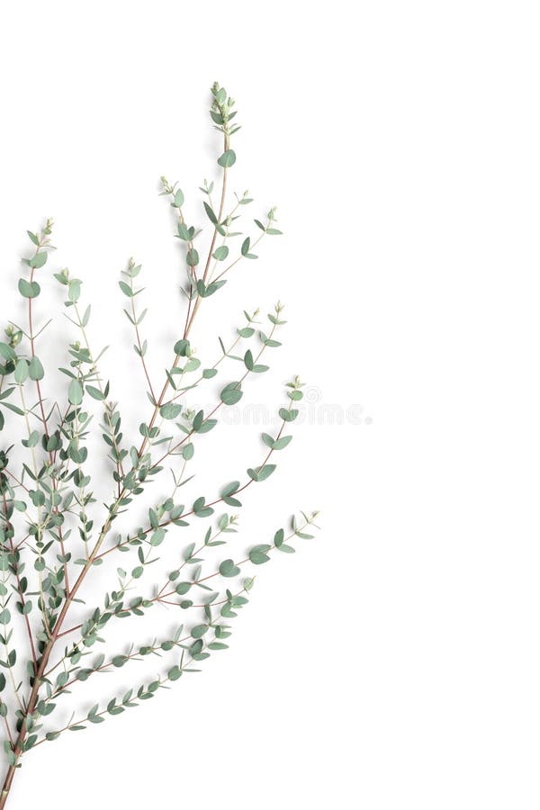 Groene eucalyptusbladeren op witte achtergrond Vlak leg en minimalistic stijl royalty-vrije stock foto's Groene eucalyptusbladeren op witte achtergrond Vlak leg en minimalistic stijl royalty-vrije stock foto's