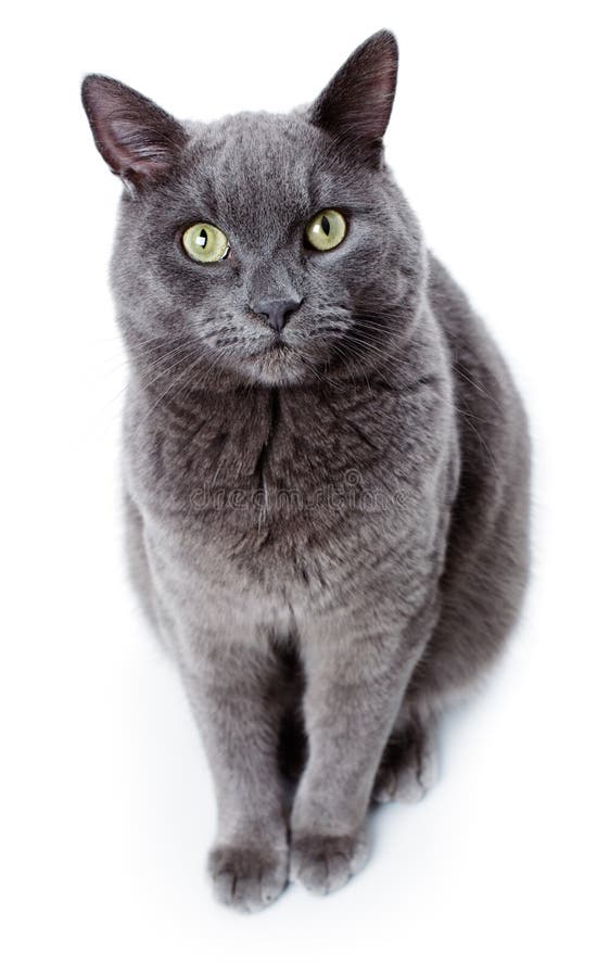 Groene eyed Maltese die kat ook als het Britse Blauw wordt bekend stock foto's Groene eyed Maltese die kat ook als het Britse Blauw wordt bekend stock foto's