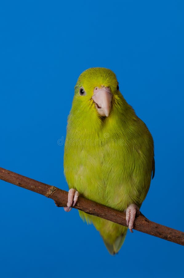 Green Forpus Coelestis, small bird, parrot like. Green Forpus Coelestis, small bird, parrot like