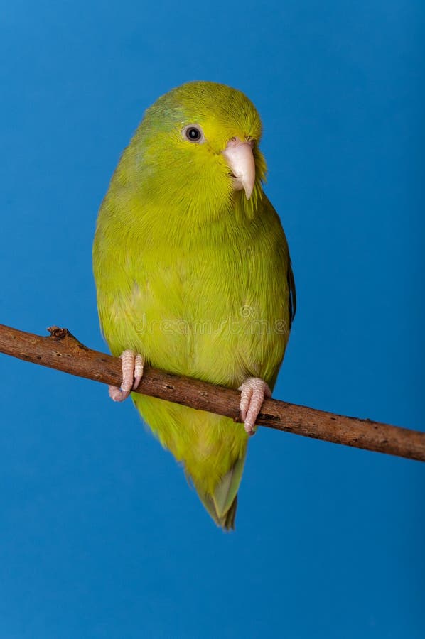 Green Forpus Coelestis, small bird, parrot like. Green Forpus Coelestis, small bird, parrot like