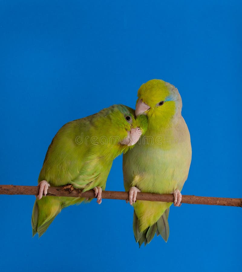 Green Forpus Coelestis, small bird, parrot like. Green Forpus Coelestis, small bird, parrot like