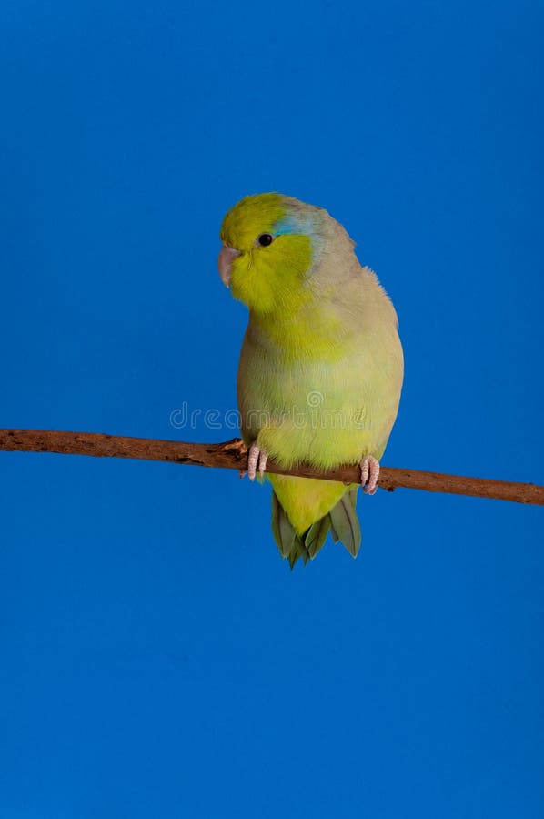 Green Forpus Coelestis, small bird, parrot like. Green Forpus Coelestis, small bird, parrot like