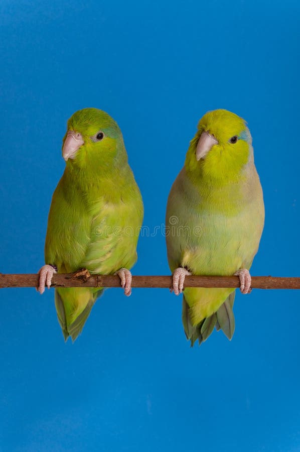 Green Forpus Coelestis, small bird, parrot like. Green Forpus Coelestis, small bird, parrot like