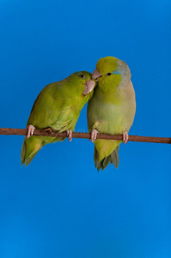 Green Forpus Coelestis, small bird, parrot like. Green Forpus Coelestis, small bird, parrot like