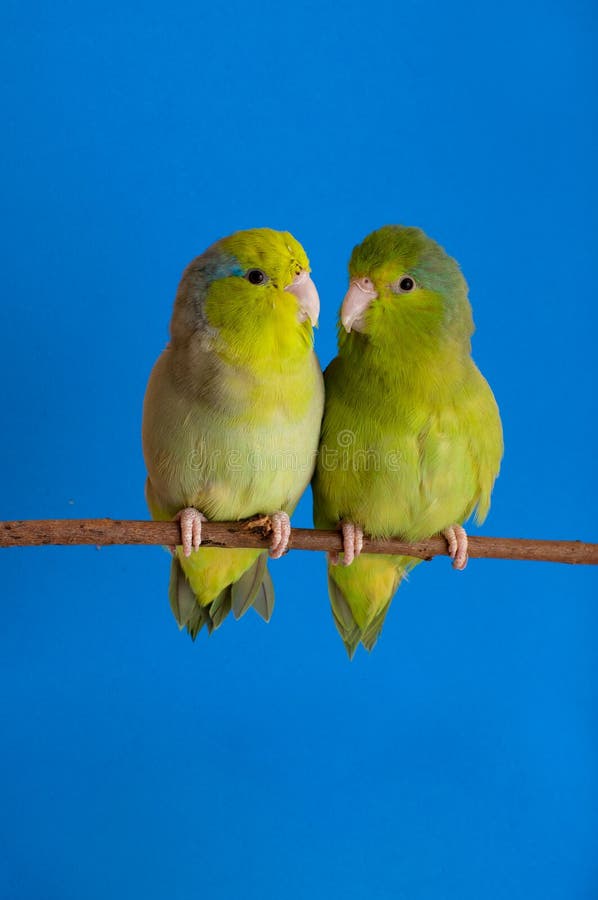 Green Forpus Coelestis, small bird, parrot like. Green Forpus Coelestis, small bird, parrot like