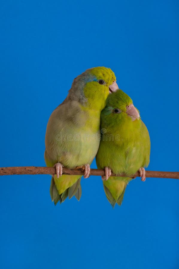 Green Forpus Coelestis, small bird, parrot like. Green Forpus Coelestis, small bird, parrot like