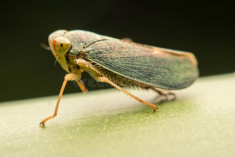Macrofoto's van groene cicaden stock foto's