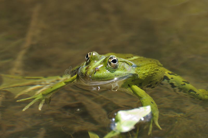 Groene kikker royalty-vrije stock afbeeldingen