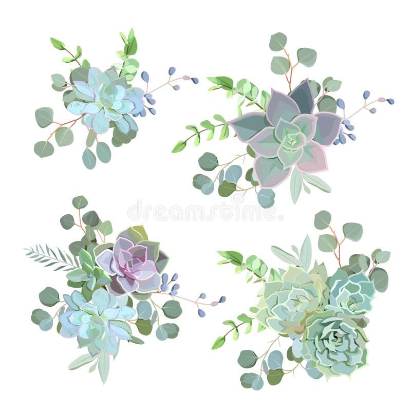 Groene kleurrijke succulente vector het ontwerpvoorwerpen van Echeveria vector illustratie Groene kleurrijke succulente vector het ontwerpvoorwerpen van Echeveria vector illustratie