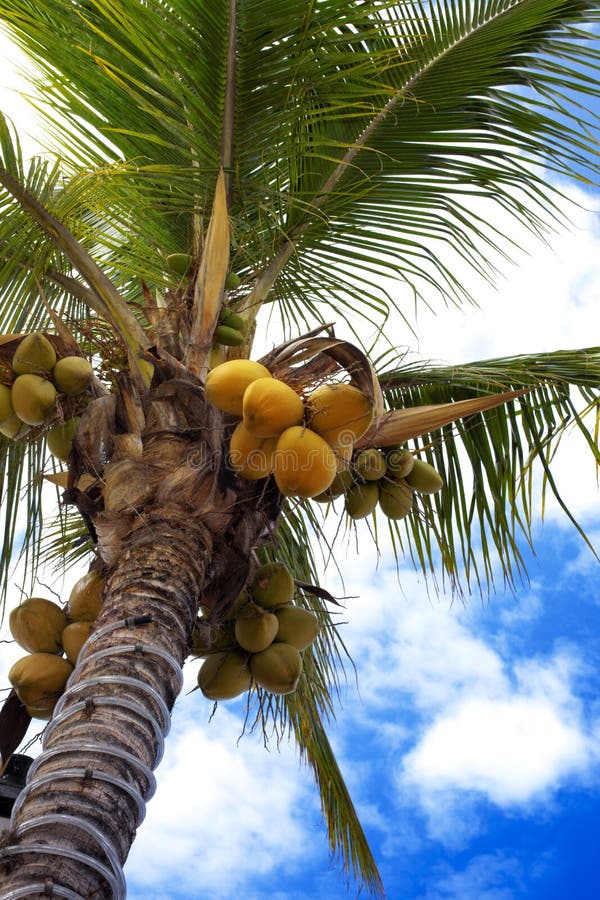 Groene kokosnoot stock afbeelding