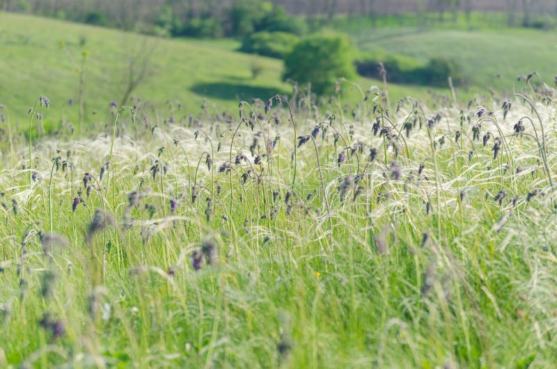 Groene kruidenachtergrond van weide met pluimgras royalty-vrije stock foto