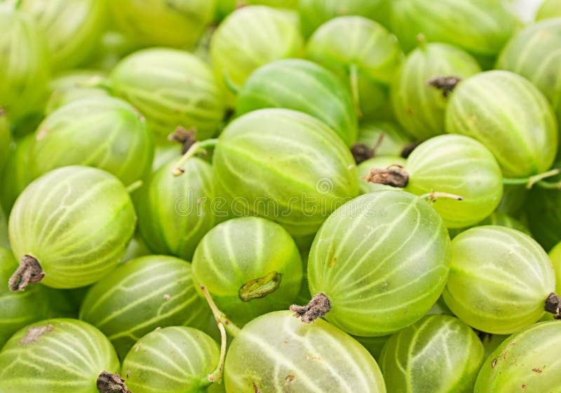 Groene kruisbes stock foto's Groene kruisbes stock foto's
