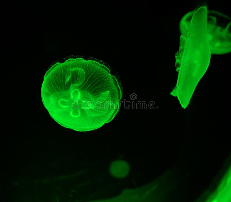 Groene kwallen royalty-vrije stock fotografie Groene kwallen royalty-vrije stock fotografie