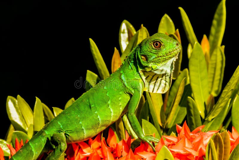 Groene leguaan stock afbeelding Groene leguaan stock afbeelding