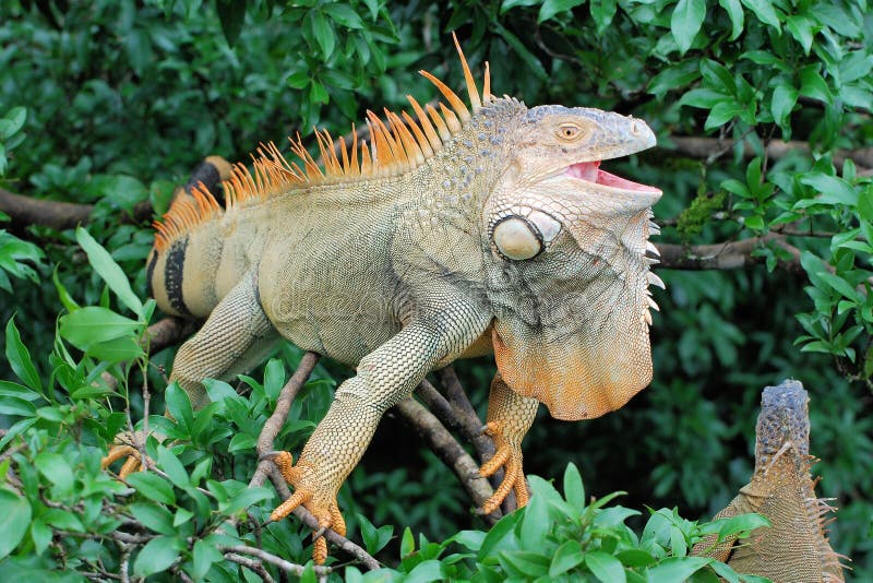 Groene leguaan in een boom met open bek - grote hagedis - Midden-Amerika †„Costa Rica stock foto's Groene leguaan in een boom met open bek - grote hagedis - Midden-Amerika †„Costa Rica stock foto's