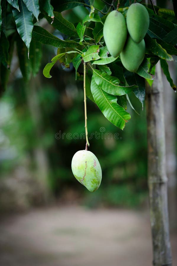 Groene mango's stock foto's