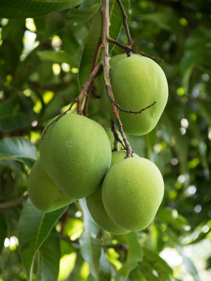 Groene Mango's royalty-vrije stock foto's