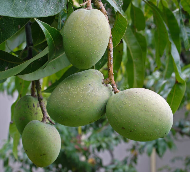 Groene Mango's stock afbeelding