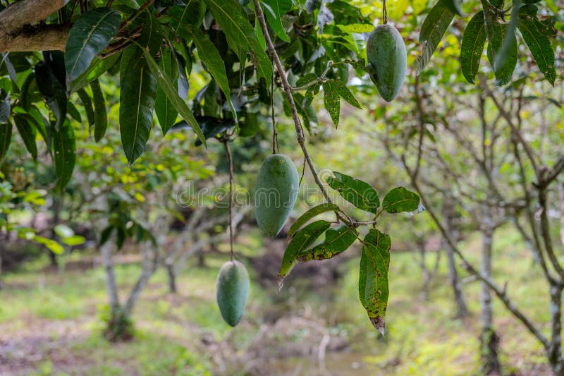 Groene mango's aan de boom, My Khanh dorp, Can Tho royalty-vrije stock foto's
