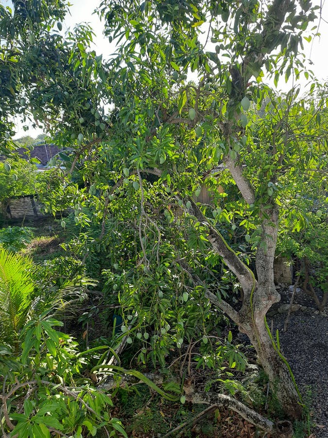 Groene mango ' s - boomvruchtenscheut vanuit engelenperspectief stock afbeeldingen
