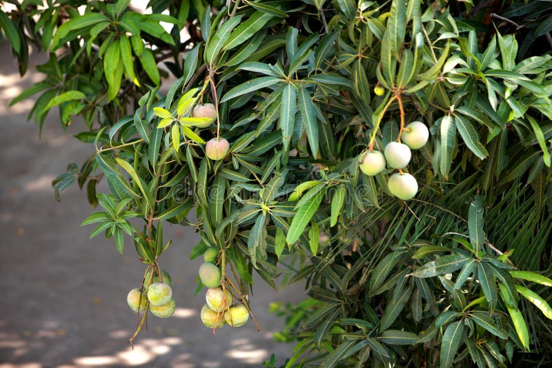 Groene mango's aan de boom royalty-vrije stock afbeelding