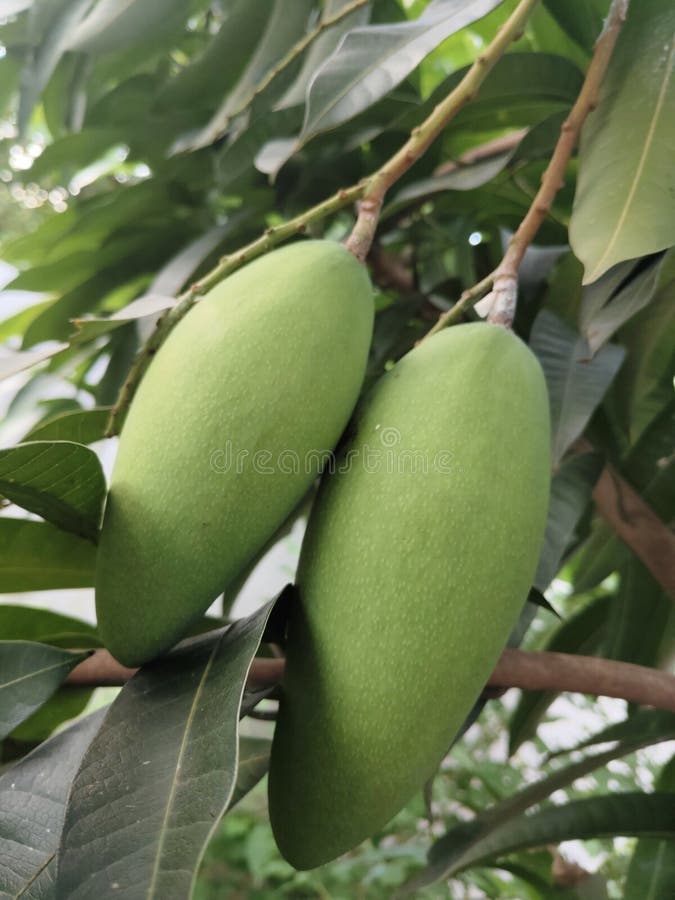 Groene mango's nog aan de boom royalty-vrije stock afbeeldingen