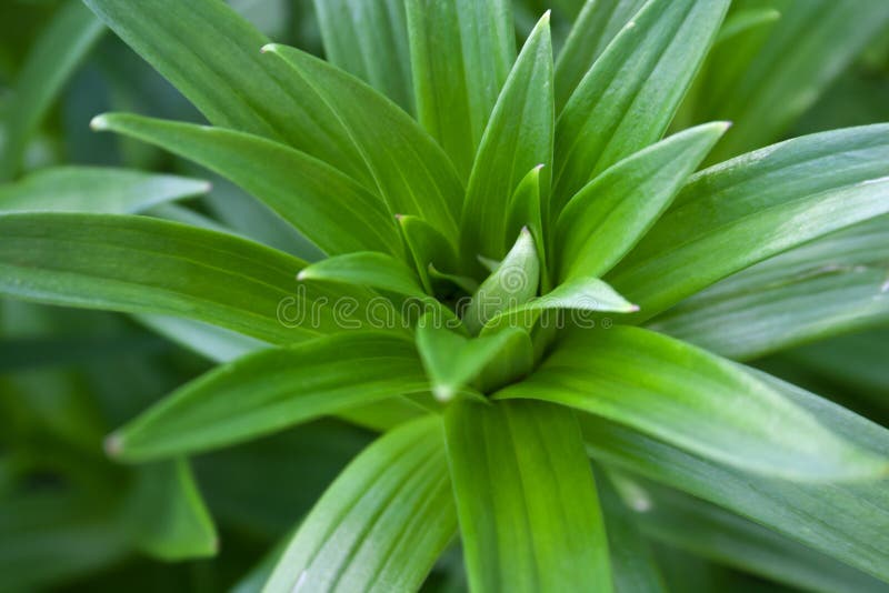 Groene mooie heldere verse bladeren in de tuin royalty-vrije stock afbeeldingen Groene mooie heldere verse bladeren in de tuin royalty-vrije stock afbeeldingen
