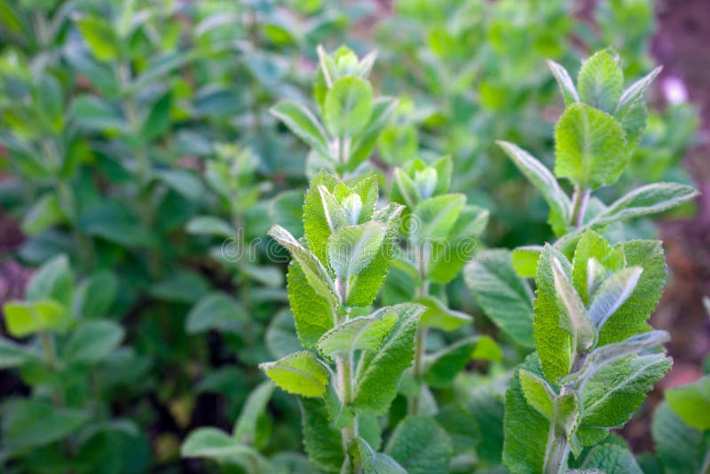 Groene muntinstallatie, pepermunt het groeien in tuin royalty-vrije stock afbeeldingen Groene muntinstallatie, pepermunt het groeien in tuin royalty-vrije stock afbeeldingen