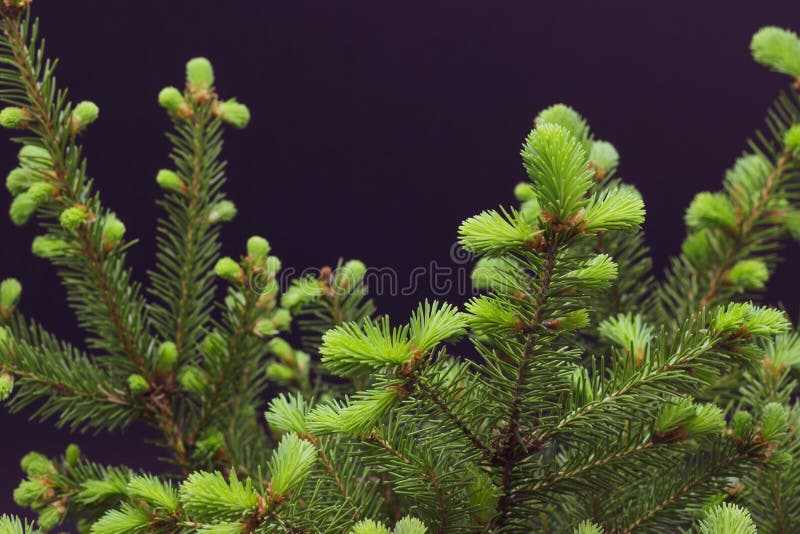 Groene naaldboomtakken op een donkere achtergrondkerstmisachtergrond stock foto's Groene naaldboomtakken op een donkere achtergrondkerstmisachtergrond stock foto's