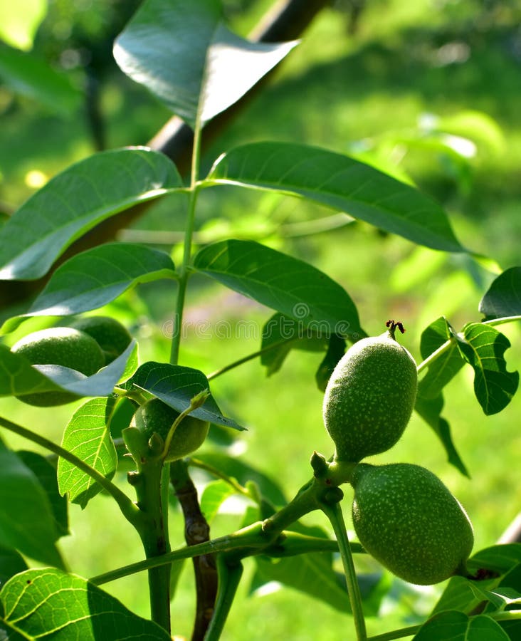 Groene okkernoten in de boom Type Fernor stock foto Groene okkernoten in de boom Type Fernor stock foto