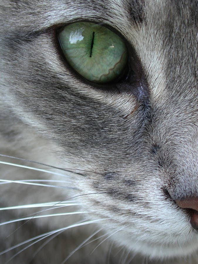 Groene Omhooggaand van het Oog van de Kat Macro Dichte Groene Omhooggaand van het Oog van de Kat Macro Dichte