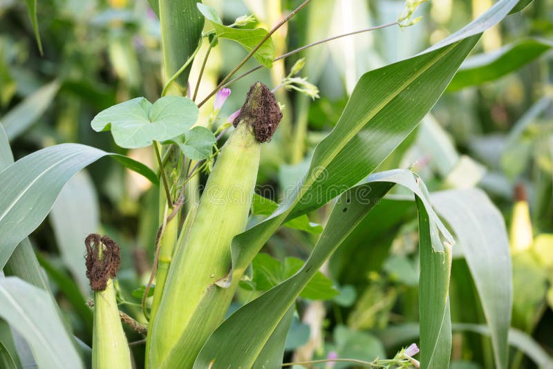 Groene onrijpe maïskolven groeien