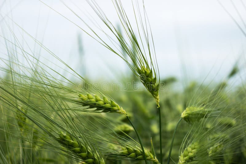 Groene onrijpe tarwe Een gebied van tarwe Vele korrelinstallaties stock foto's Groene onrijpe tarwe Een gebied van tarwe Vele korrelinstallaties stock foto's