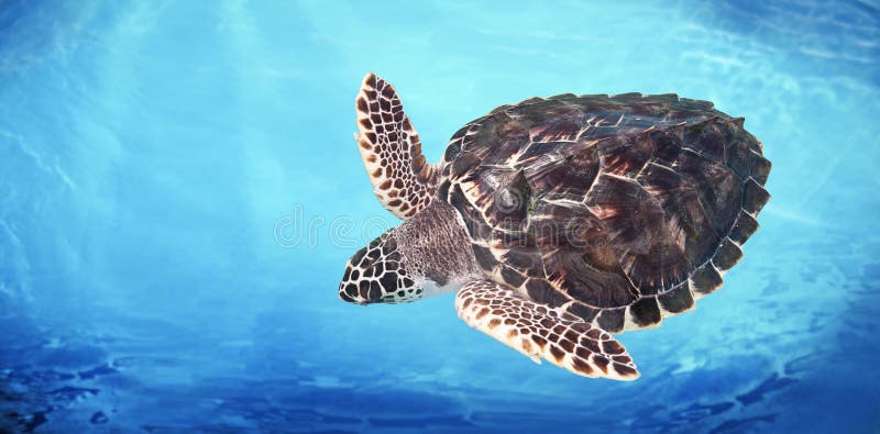 Groene Overzeese Schildpad royalty-vrije stock afbeelding Groene Overzeese Schildpad royalty-vrije stock afbeelding