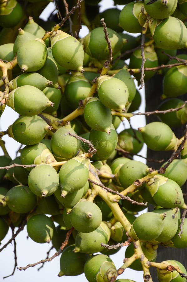 Groene palmvruchten in natuurtuin stock afbeelding