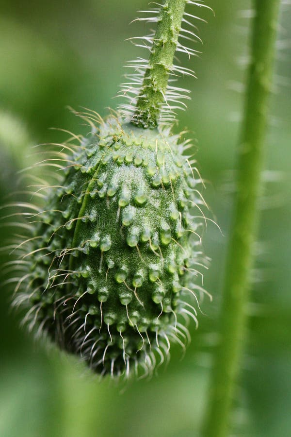 Groene papaverknop stock foto