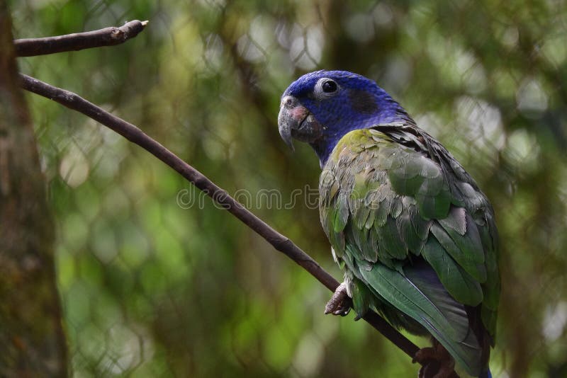 Groene papegaai op een tak van amazon royalty-vrije stock foto's
