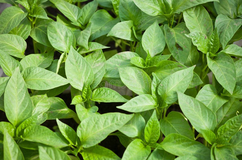 Groene Paprika's Het Groeien Stock Afbeelding Image of stam