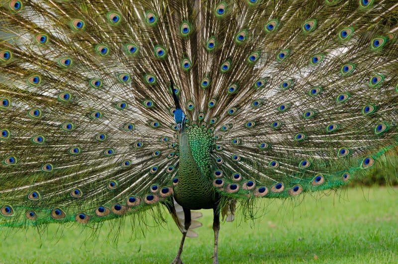 The green peafowl (Pavo muticus) (from Latin Pavo, peafowl; muticus, Mute, docked or curtailed)[2] is a species of peafowl that is found in the tropical forests of Southeast Asia. It is also known as the Java peafowl, but this term is properly used to describe the nominate subspecies endemic to the island of Java. It is the closest relative of the Indian peafowl or blue peafowl (Pavo cristatus), w. The green peafowl (Pavo muticus) (from Latin Pavo, peafowl; muticus, Mute, docked or curtailed)[2] is a species of peafowl that is found in the tropical forests of Southeast Asia. It is also known as the Java peafowl, but this term is properly used to describe the nominate subspecies endemic to the island of Java. It is the closest relative of the Indian peafowl or blue peafowl (Pavo cristatus), w