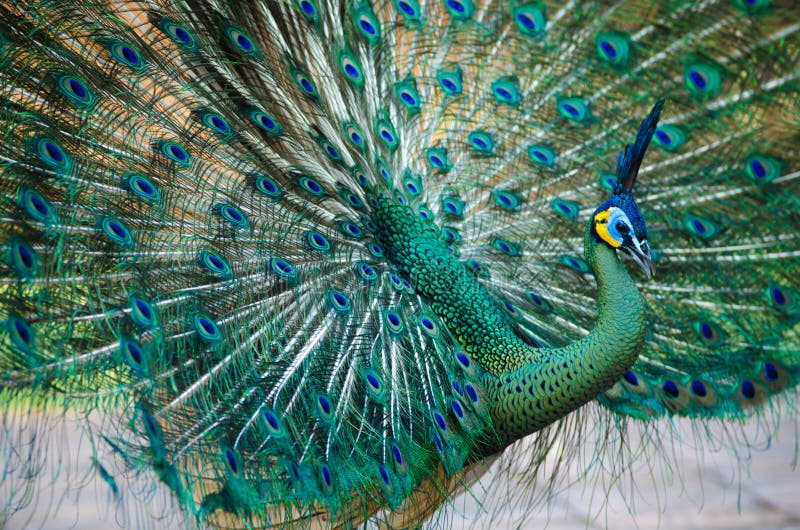 The green peafowl (Pavo muticus) (from Latin Pavo, peafowl; muticus, Mute, docked or curtailed)[2] is a species of peafowl that is found in the tropical forests of Southeast Asia. It is also known as the Java peafowl, but this term is properly used to describe the nominate subspecies endemic to the island of Java. It is the closest relative of the Indian peafowl or blue peafowl (Pavo cristatus), w. The green peafowl (Pavo muticus) (from Latin Pavo, peafowl; muticus, Mute, docked or curtailed)[2] is a species of peafowl that is found in the tropical forests of Southeast Asia. It is also known as the Java peafowl, but this term is properly used to describe the nominate subspecies endemic to the island of Java. It is the closest relative of the Indian peafowl or blue peafowl (Pavo cristatus), w