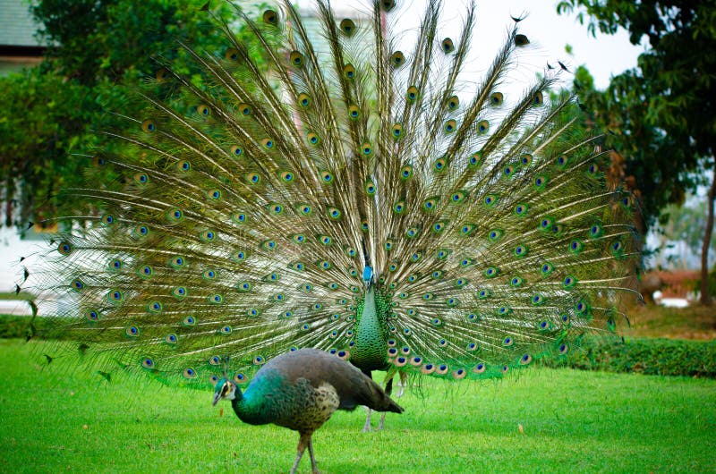 The green peafowl (Pavo muticus) (from Latin Pavo, peafowl; muticus, Mute, docked or curtailed)[2] is a species of peafowl that is found in the tropical forests of Southeast Asia. It is also known as the Java peafowl, but this term is properly used to describe the nominate subspecies endemic to the island of Java. It is the closest relative of the Indian peafowl or blue peafowl (Pavo cristatus), w. The green peafowl (Pavo muticus) (from Latin Pavo, peafowl; muticus, Mute, docked or curtailed)[2] is a species of peafowl that is found in the tropical forests of Southeast Asia. It is also known as the Java peafowl, but this term is properly used to describe the nominate subspecies endemic to the island of Java. It is the closest relative of the Indian peafowl or blue peafowl (Pavo cristatus), w