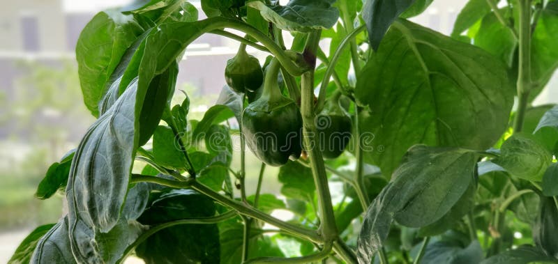 Groene peperbladeren en takken met zure groene peper royalty-vrije stock afbeelding