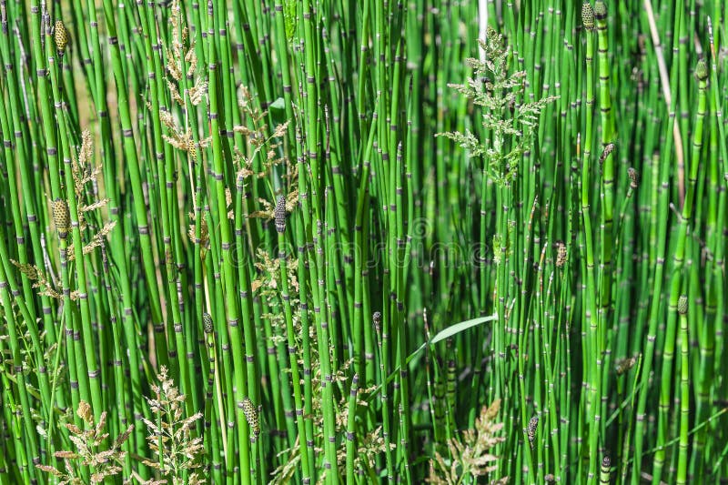 Download Groene Riet Dichte Omhooggaand Als Achtergrond Stock Foto - Afbeelding bestaande uit art, ambacht: 114226776