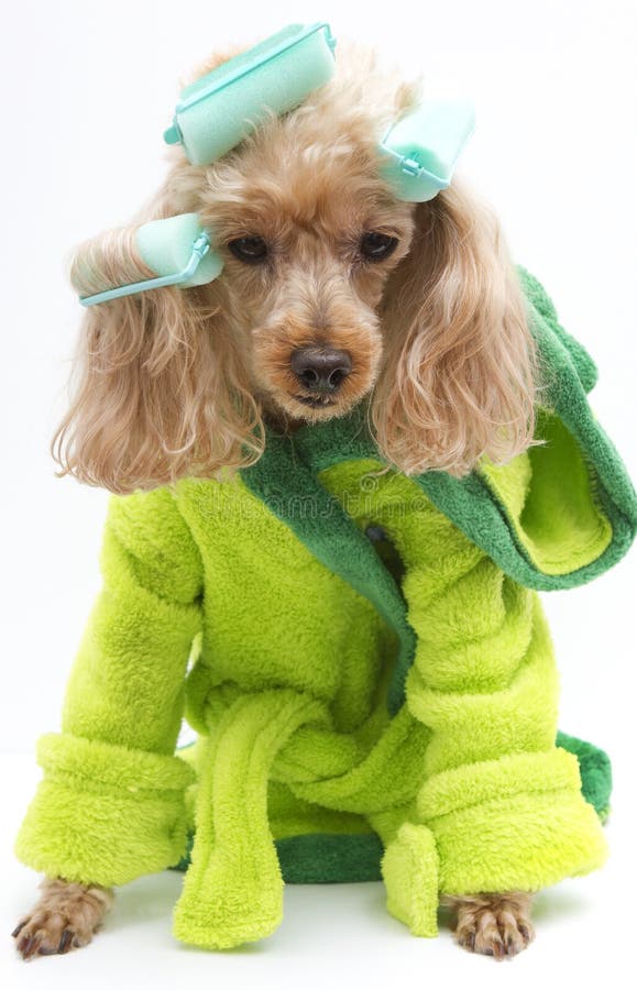 A poodle in a green bathrobe with green curlers. A poodle in a green bathrobe with green curlers.