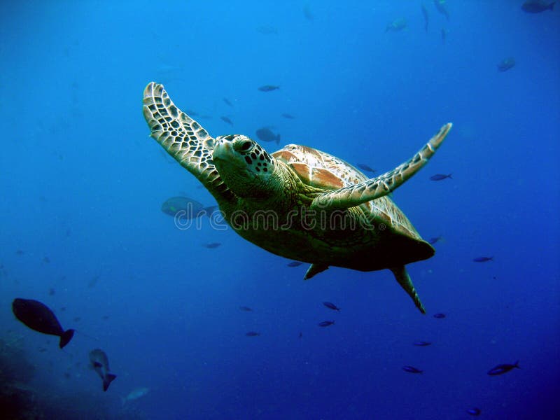 Groene Schildpad royalty-vrije stock afbeelding Groene Schildpad royalty-vrije stock afbeelding