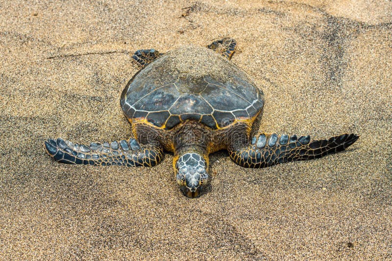 Groene Schildpad bij Kahaluu-Strandpark royalty-vrije stock afbeelding Groene Schildpad bij Kahaluu-Strandpark royalty-vrije stock afbeelding